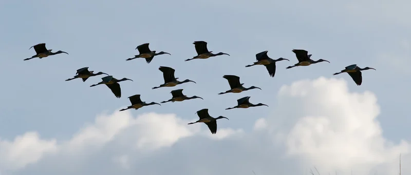 Flock of dark wading birds flying in loose formation against cloudy sky