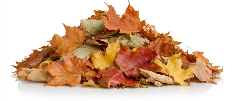 A pile of fallen autumn maple leaves heaped on a white surface
