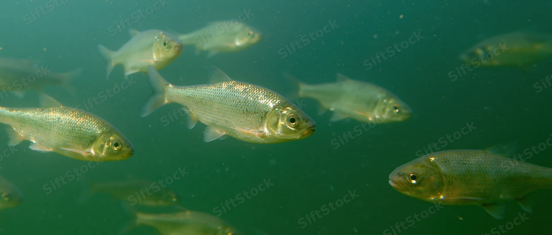 Small silvery freshwater fish swimming in a loose school underwater in a greenish aquatic environment