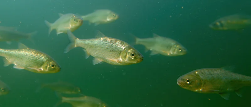 Small silvery freshwater fish swimming in a loose school underwater in a greenish aquatic environment