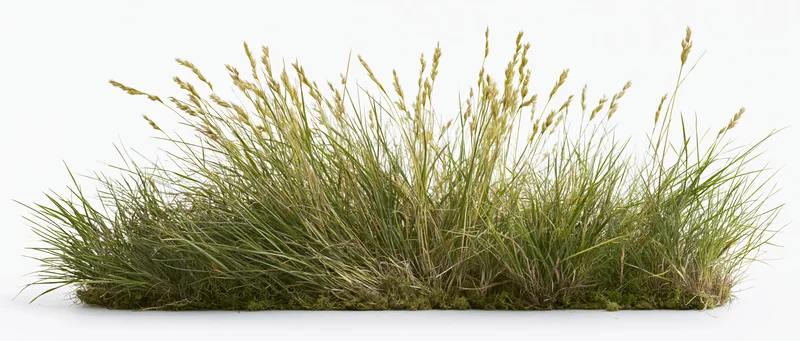 Low clump of wild meadow grass with tall seed heads isolated on white background