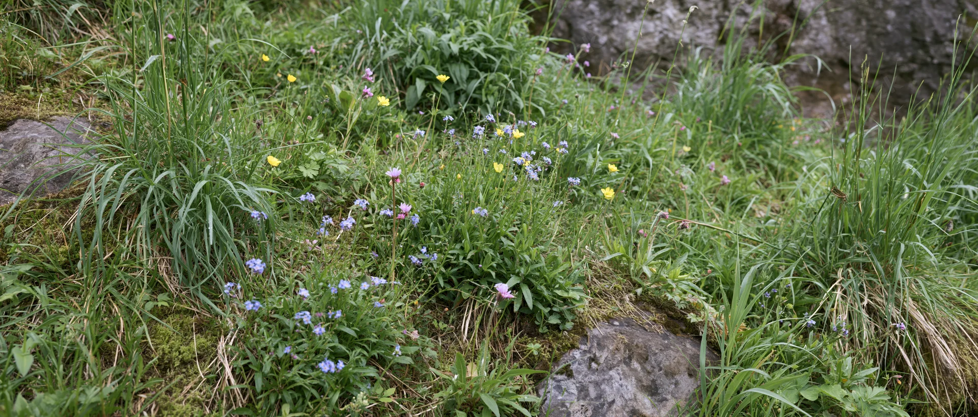 Wildflowers blooming among grass and rocks on a low hillside