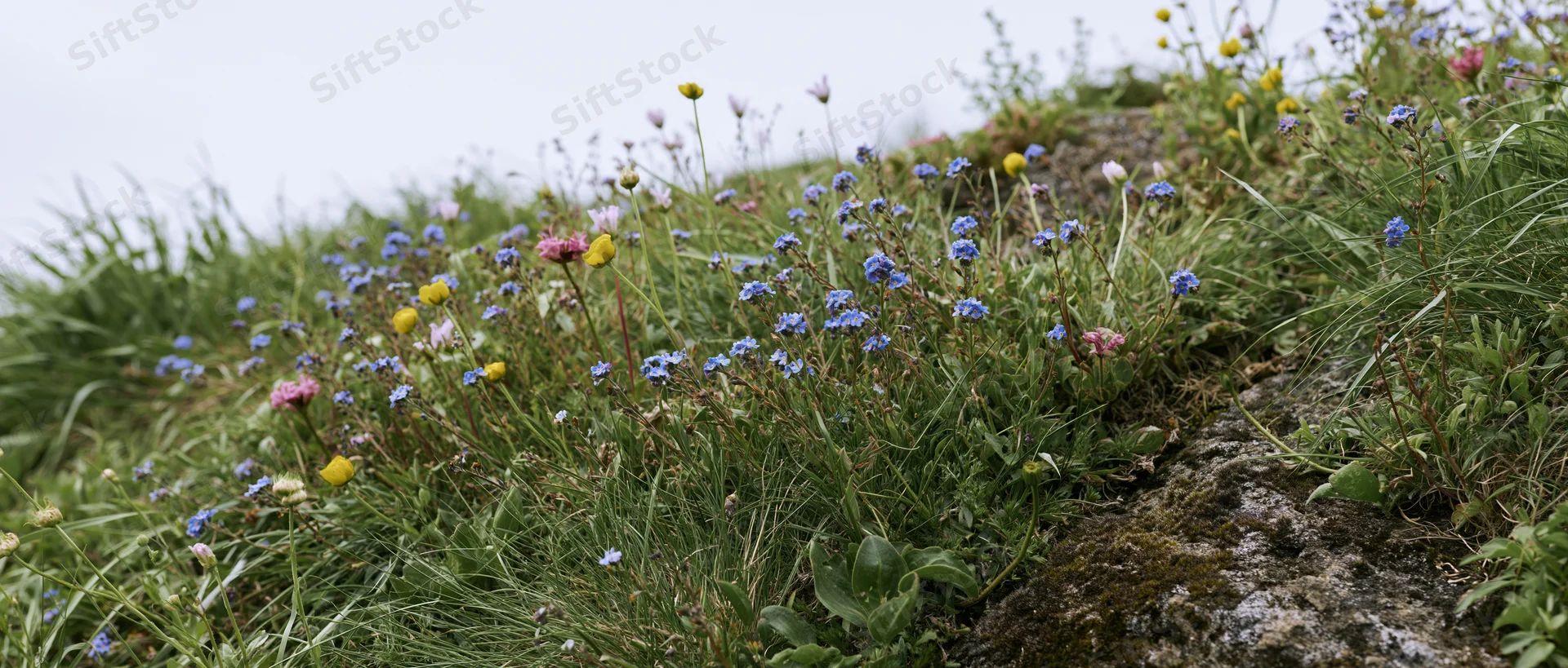Wildflowers blooming among grass and rocks on a low hillside