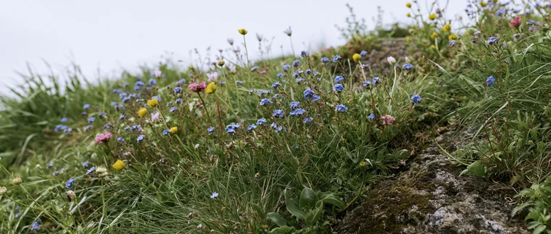 Wildflowers blooming among grass and rocks on a low hillside