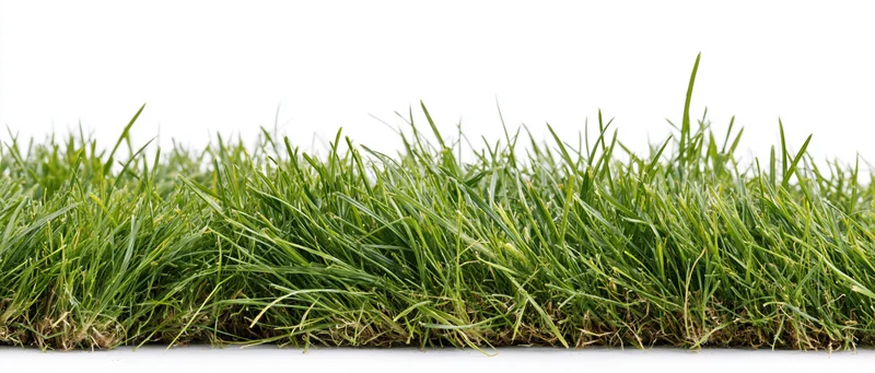Strip of fresh green grass blades at ground level on white background