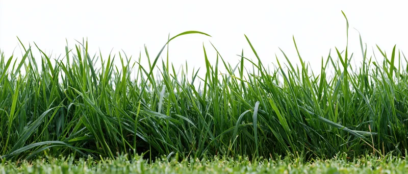 Strip of fresh green grass blades at ground level against white background