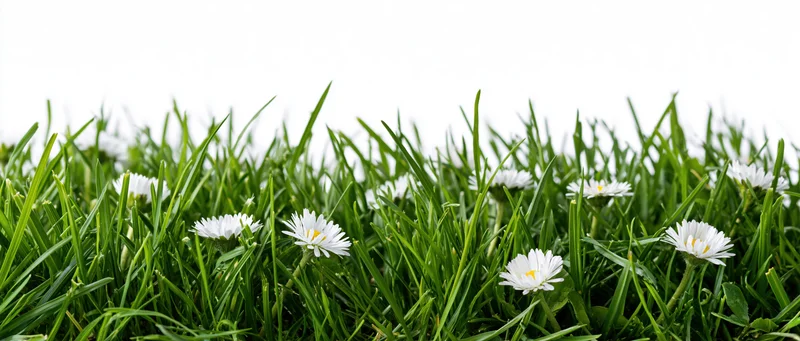 Strip of green grass with white daisies growing in a row against a white background