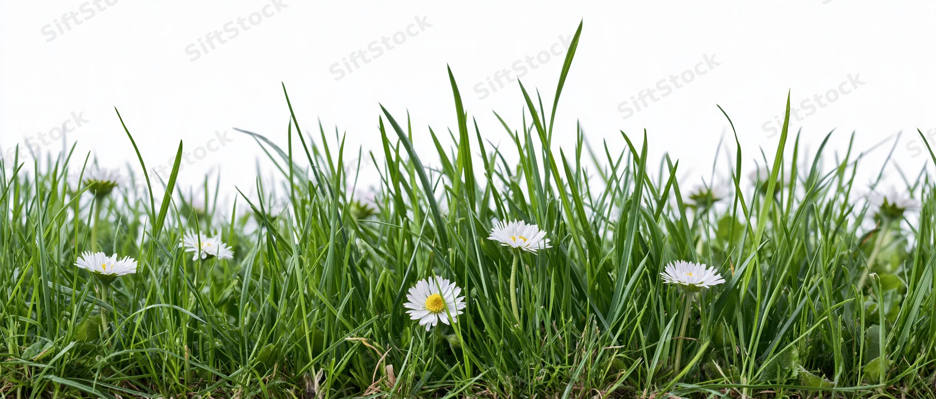 Strip of green grass with white daisies blooming at ground level against white background