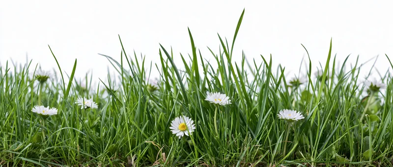 Strip of green grass with white daisies blooming at ground level against white background