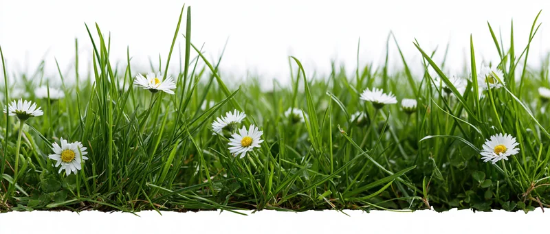 Strip of green grass with white daisies at ground level against white background