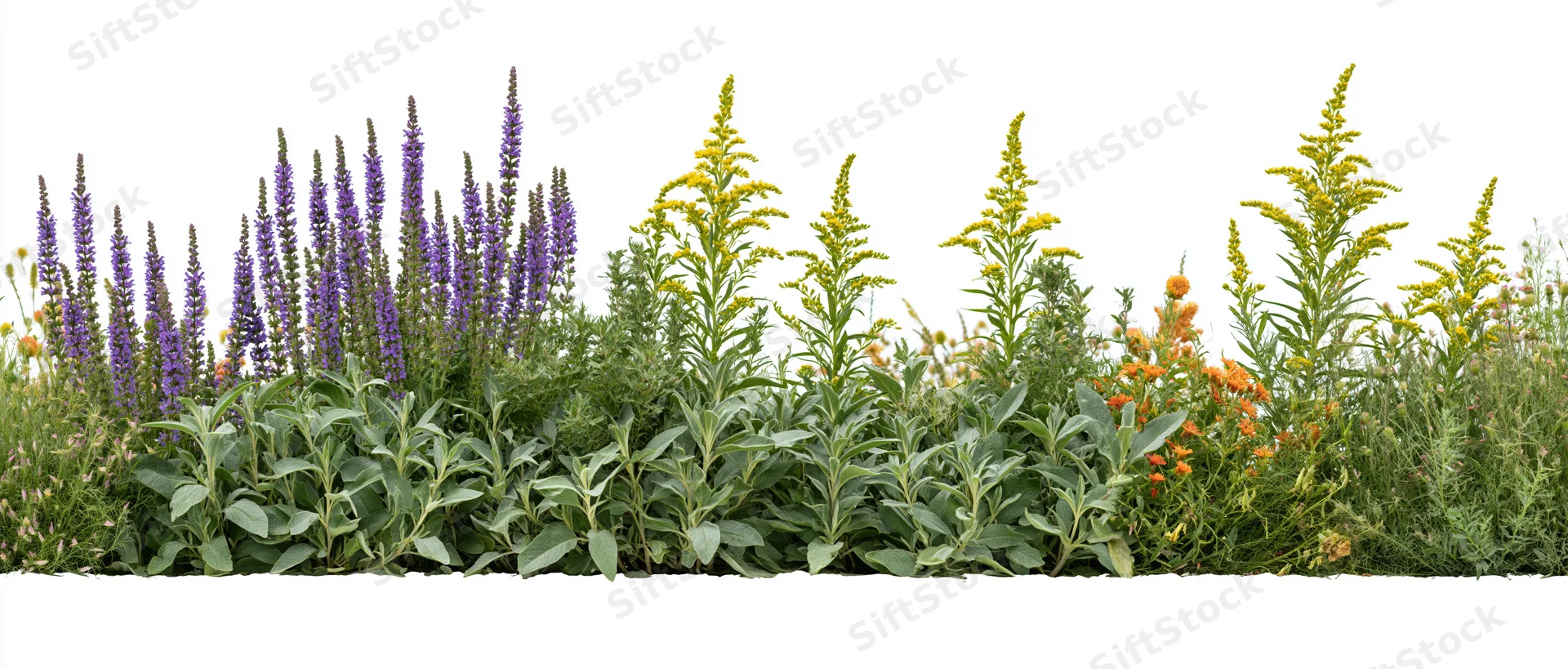 Low horizontal border of mixed wildflowers and garden shrubs on white background