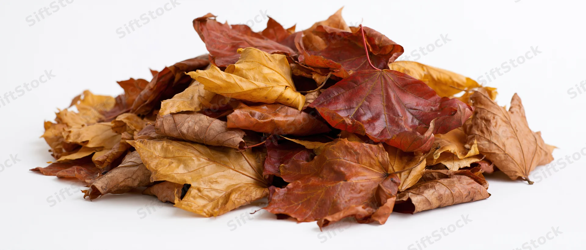 A pile of dried autumn maple leaves raked into a small mound on a white background