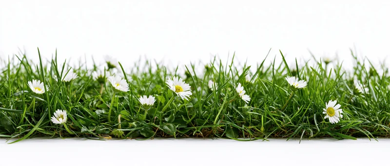 A strip of fresh green grass with small white daisy flowers along the bottom edge against white background