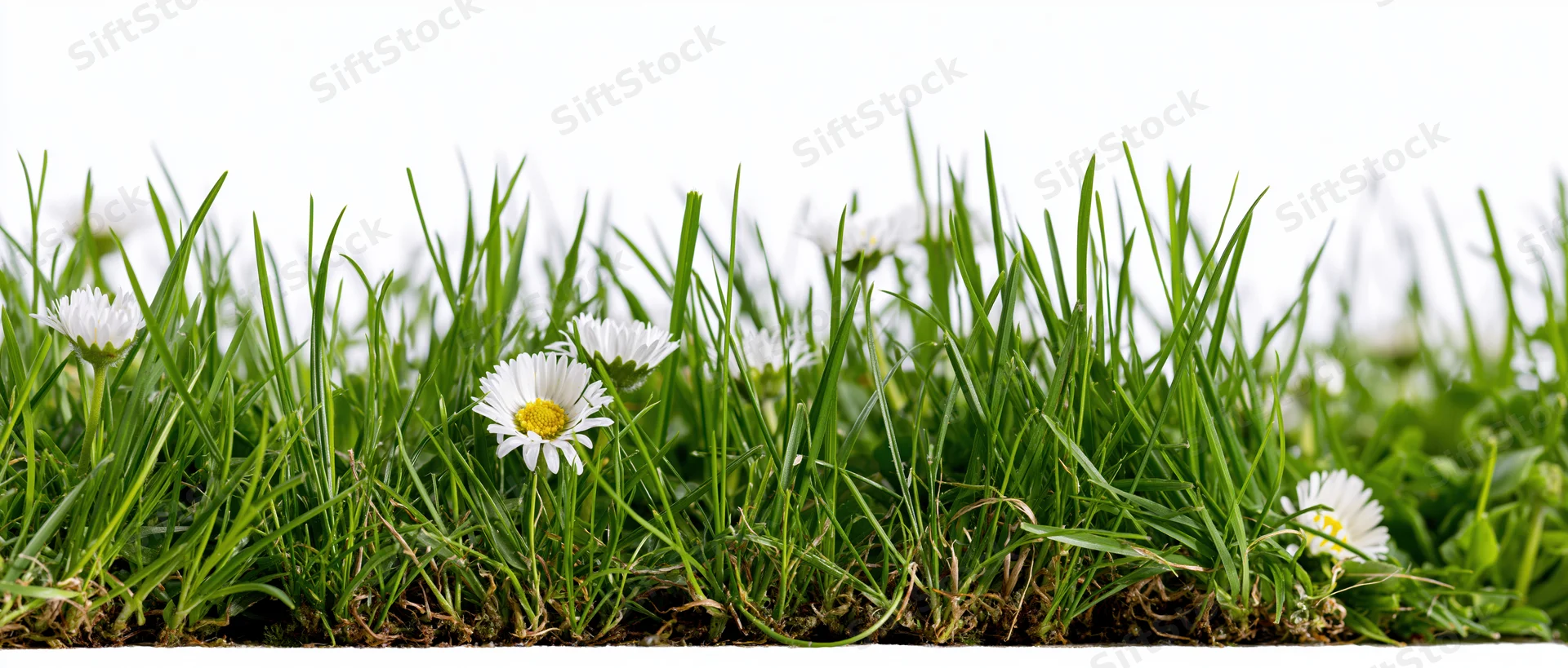 Strip of green grass with white daisies growing along the ground edge