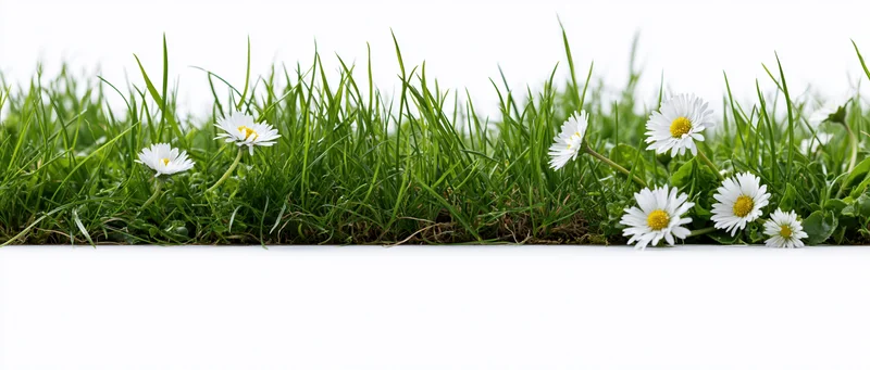 Strip of green grass with white daisies along the bottom edge against white background