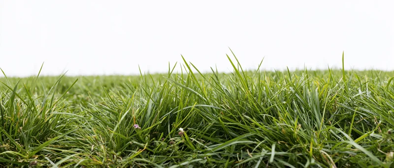 Closeup of mowed grass lawn at ground level with white sky background