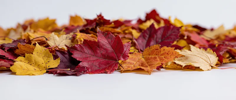 A low wide pile of fallen autumn maple leaves spread across a white surface with copyspace