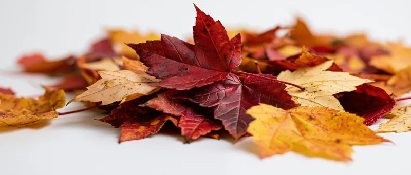 Pile of fallen autumn maple leaves scattered on white surface
