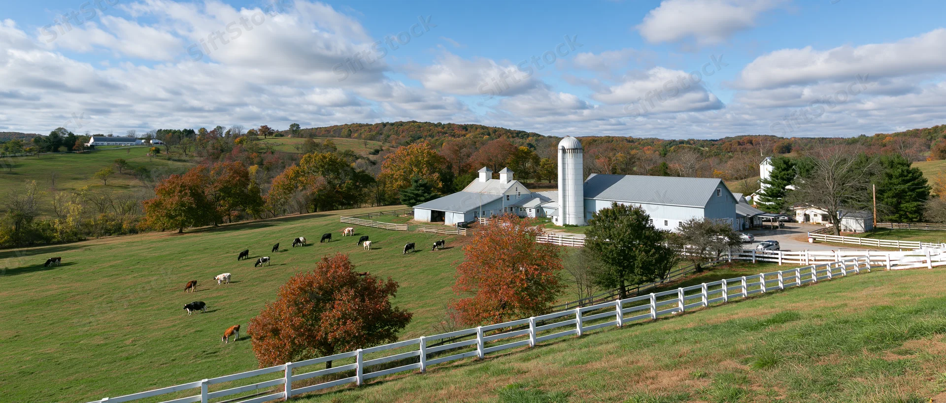 Dairy farm with cows grazing in pasture surrounded by white fence and barns on rolling hills in autumn