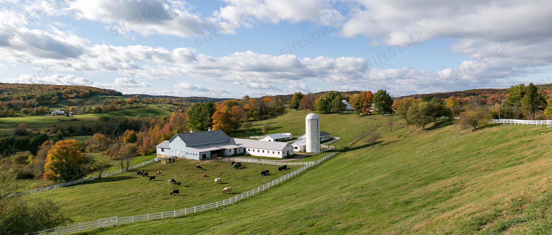 Dairy farm on rolling green hills with cows grazing in fenced pasture under autumn trees