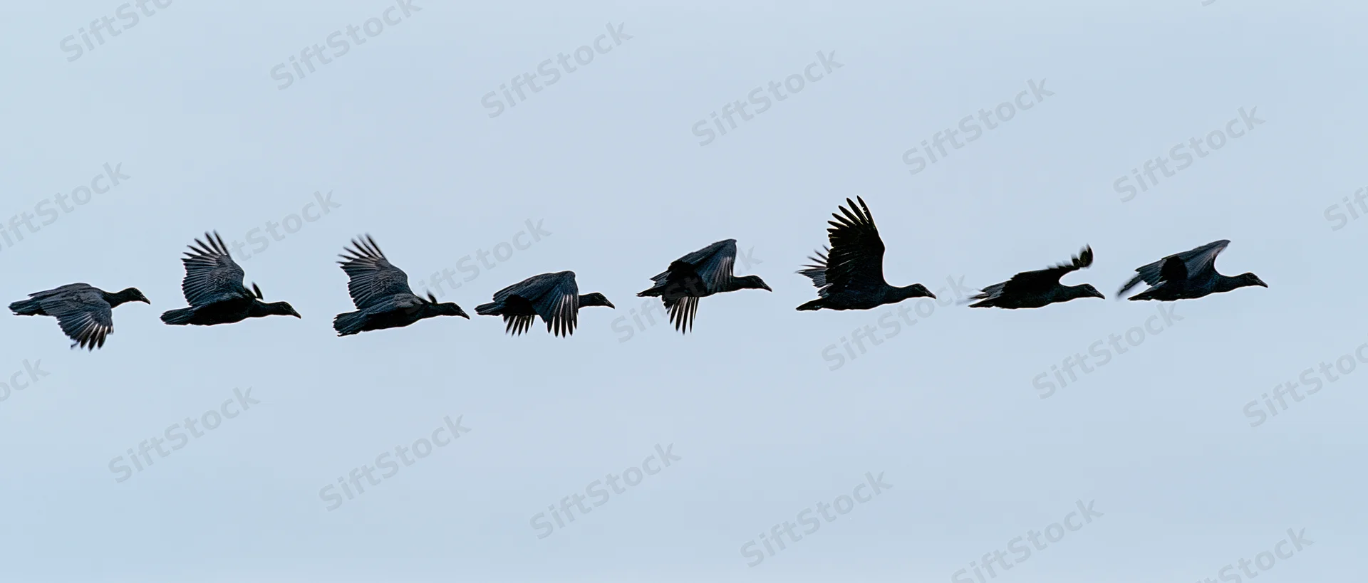 Sequence of a dark bird in flight against a gray sky