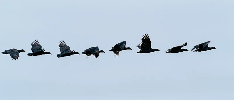 Sequence of a dark bird in flight against a gray sky