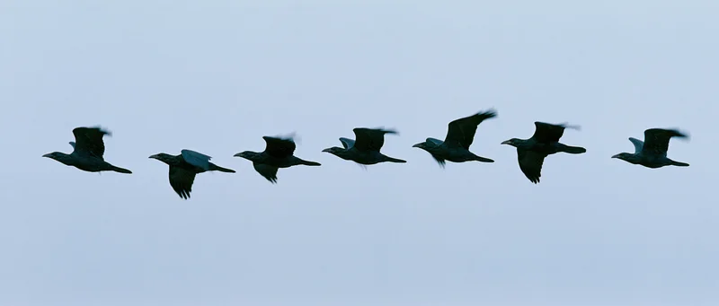 Dark bird in flight sequence against overcast sky