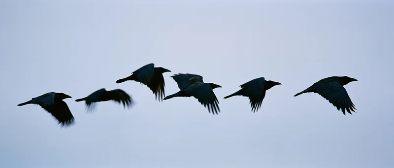 Silhouetted ravens flying in formation against a gray sky