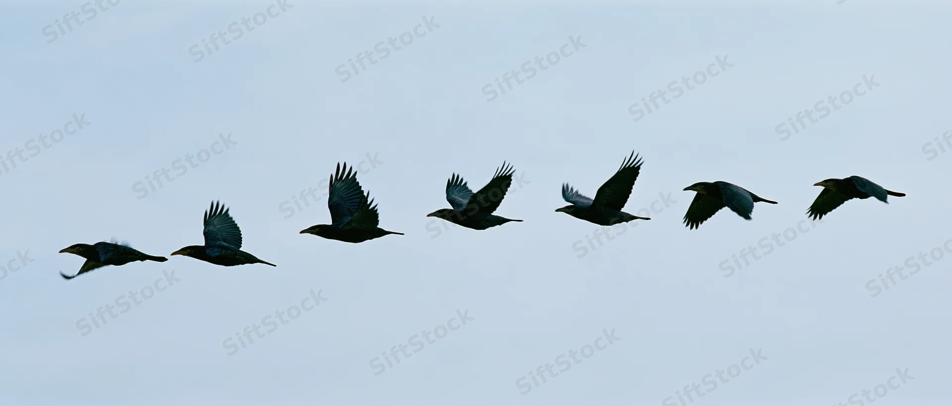 Sequence of a dark bird in flight captured in motion against a pale sky