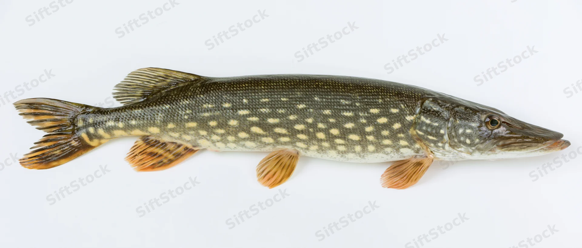 Northern pike fish in full lateral profile against white background