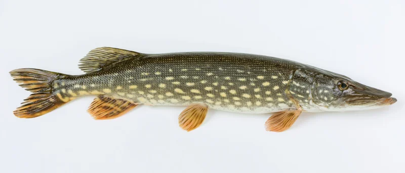 Northern pike fish in full lateral profile against white background
