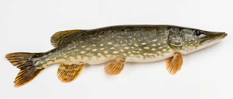 Northern pike fish in full lateral profile against white background