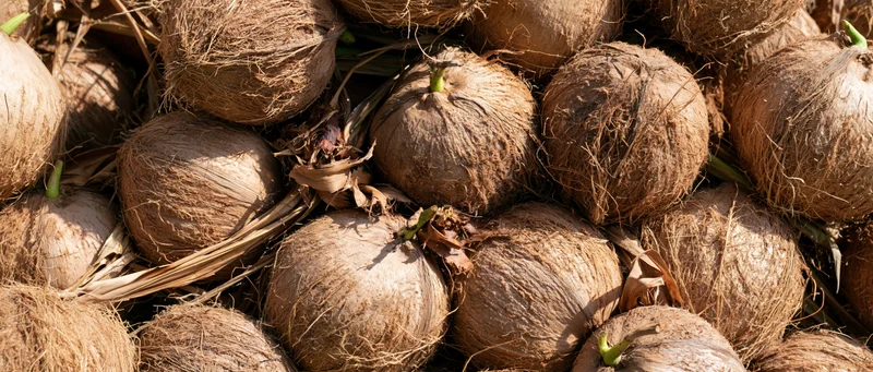 Pile of mature coconuts with dry fibrous husks under sunlight