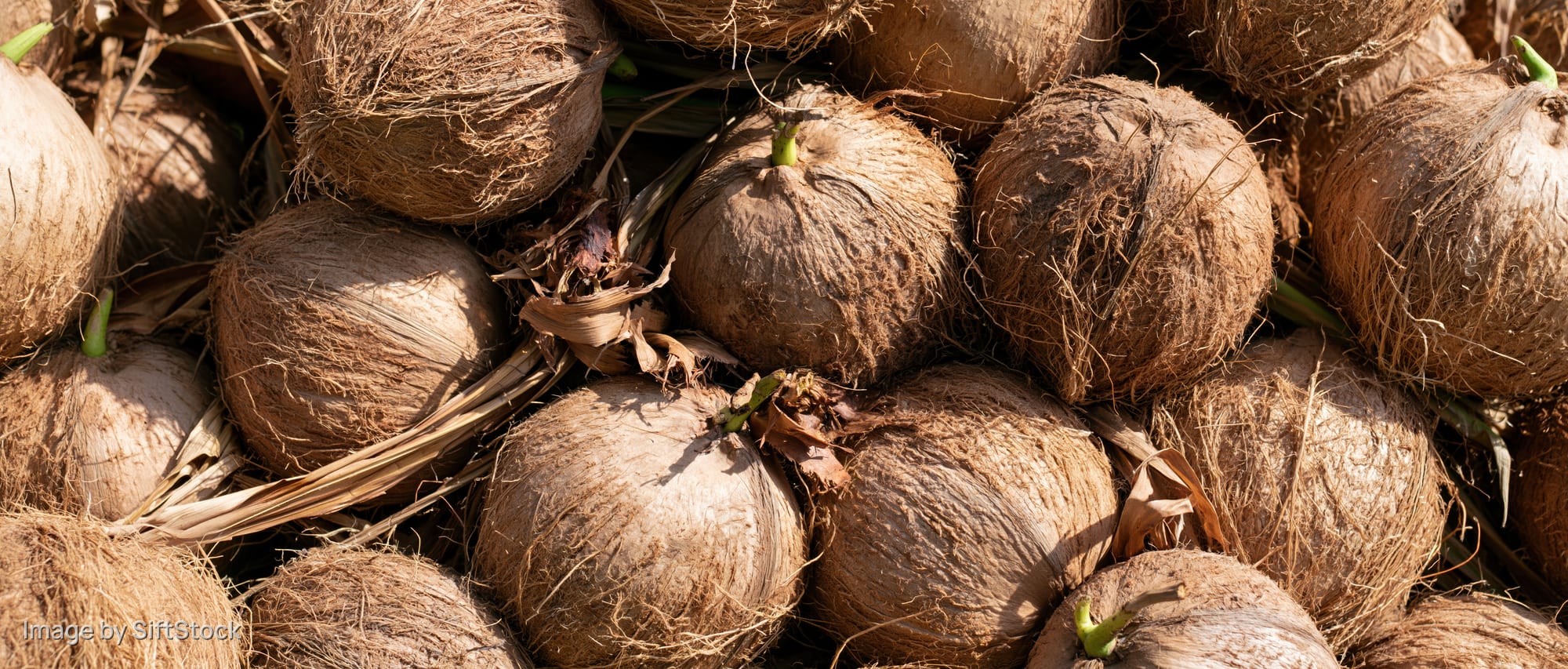 Pile of mature coconuts with dry fibrous husks under sunlight