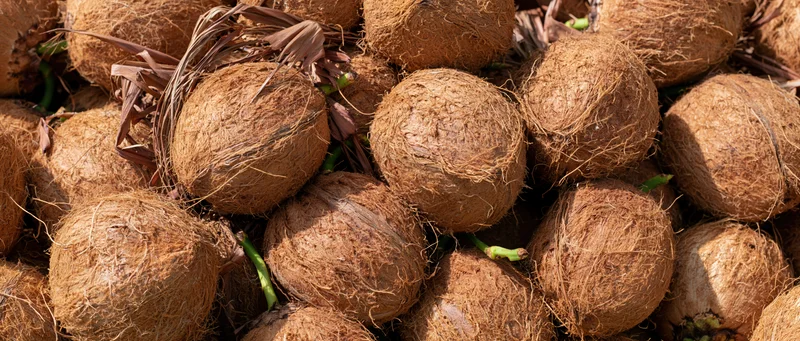 Pile of mature coconuts with dry fibrous husks under sunlight outdoors