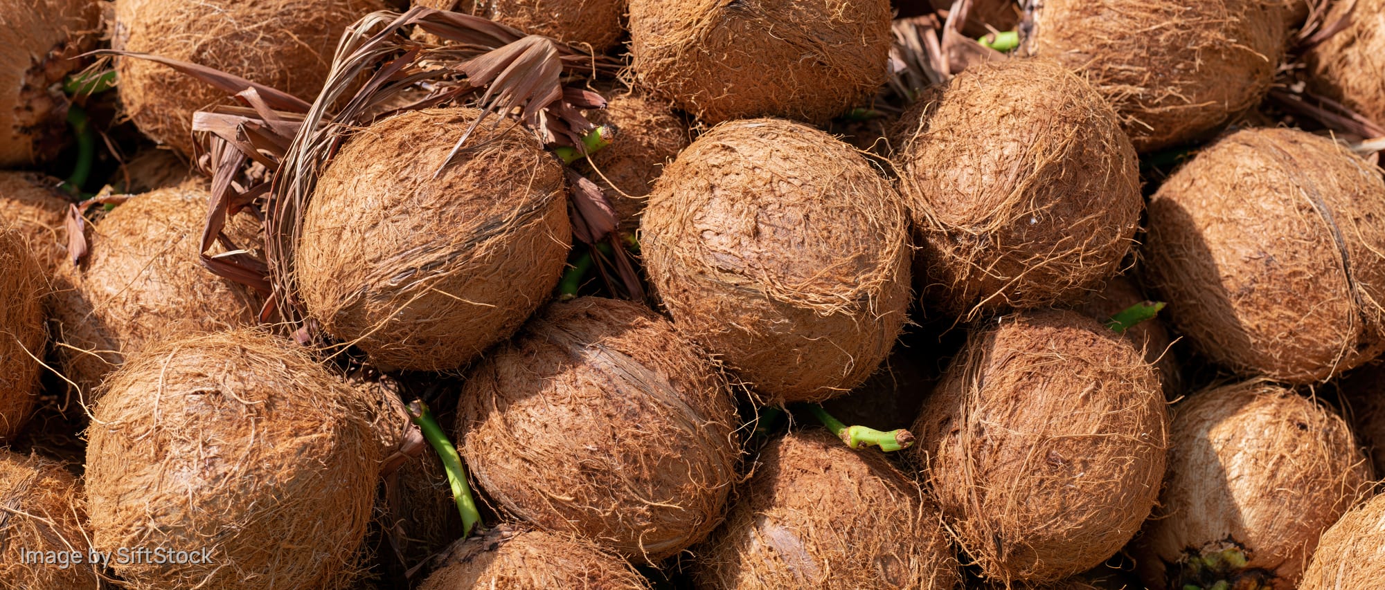 Pile of mature coconuts with dry fibrous husks under sunlight outdoors