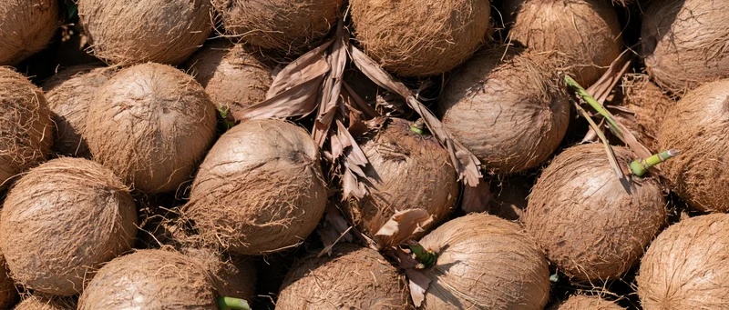 Pile of mature coconuts with dry fibrous husks under sunlight outdoors