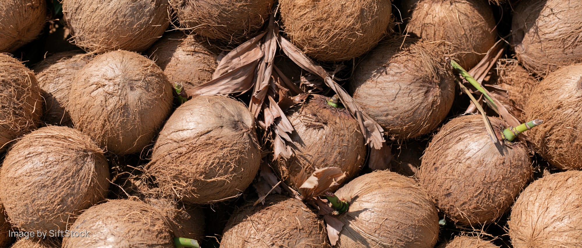 Pile of mature coconuts with dry fibrous husks under sunlight outdoors