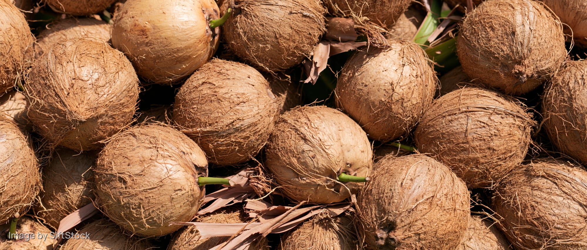 Pile of mature coconuts with dry fibrous husks under sunlight outdoors