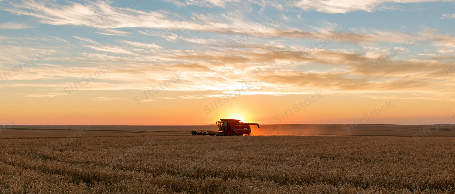 Red combine harvester harvesting wheat in a vast flat field at sunset