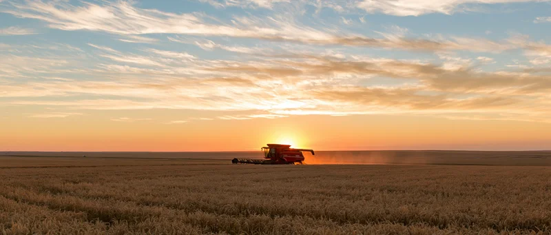 Red combine harvester harvesting wheat in a vast flat field at sunset