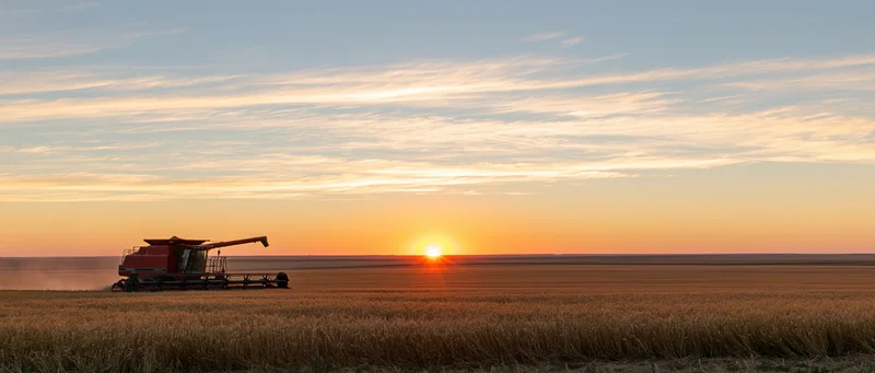 Red combine harvester harvesting wheat in a vast flat field at sunset