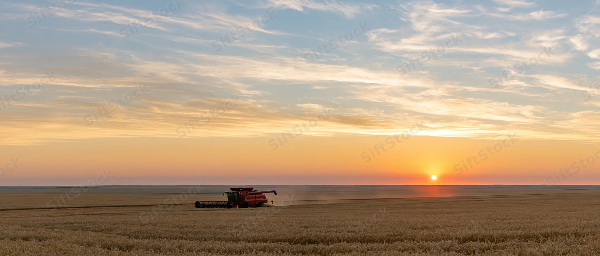 Red combine harvester harvesting wheat in a vast field at sunset