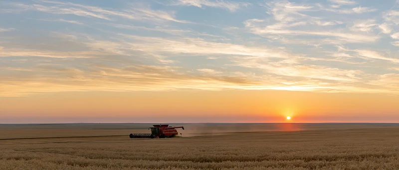 Red combine harvester harvesting wheat in a vast field at sunset