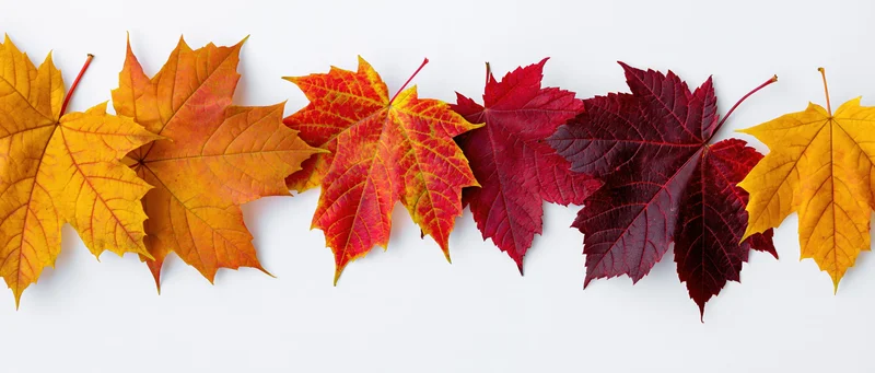 Row of autumn maple leaves arranged horizontally along the top edge on white background