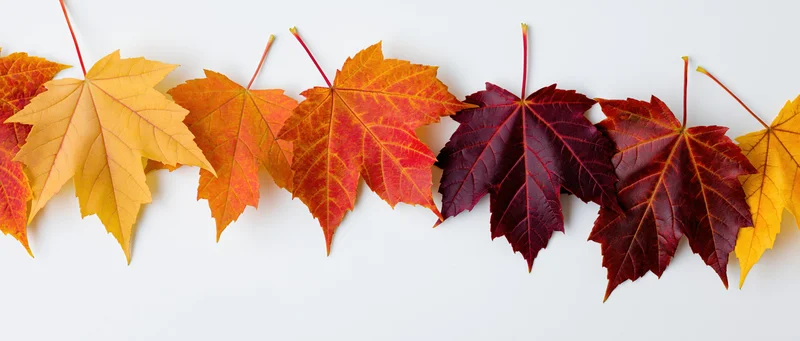 Row of autumn maple leaves arranged along the top edge of a white surface