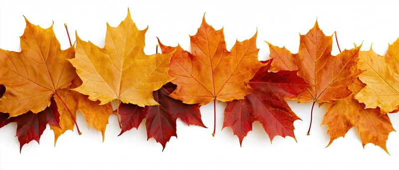 Row of autumn maple leaves arranged along the bottom on white background
