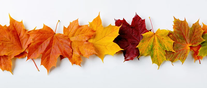Row of autumn maple leaves arranged horizontally on white background