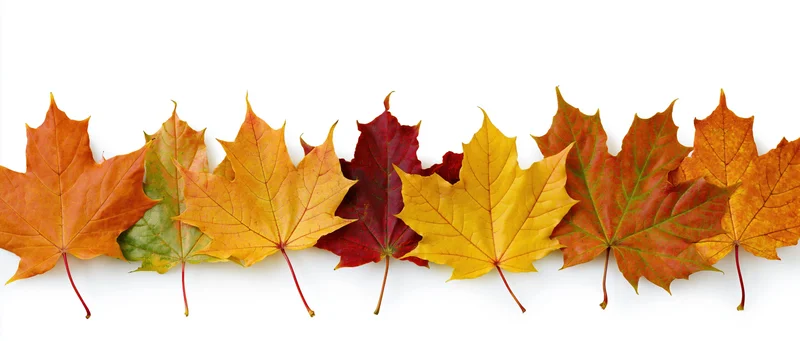 Row of autumn maple leaves arranged horizontally along the bottom on white background