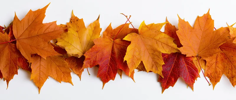 Row of fallen autumn maple leaves arranged horizontally along the bottom on white background